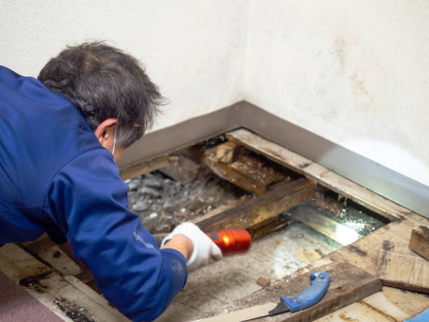 Best Mold Removal Company Near Me  in Kensington, CA