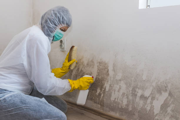 Best Water Damage Restoration  in Kensington, CA