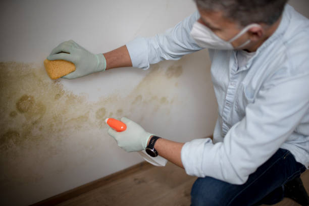 Best Mold Remediation  in Kensington, CA
