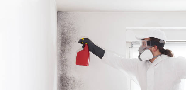 Best Mold Remediation  in Kensington, CA