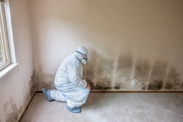 Best Mold Removal Company Near Me  in Kensington, CA