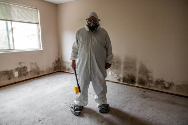 Best Home Mold Removal  in Kensington, CA