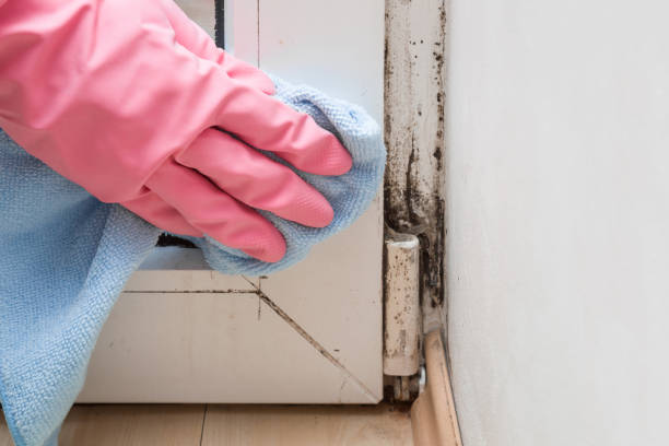 Best Best Mold Removal Companies  in Kensington, CA